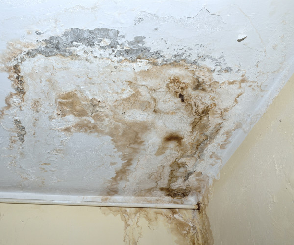 Mouldy Ceiling Indicating Water Is Leaking From Roof Cavity